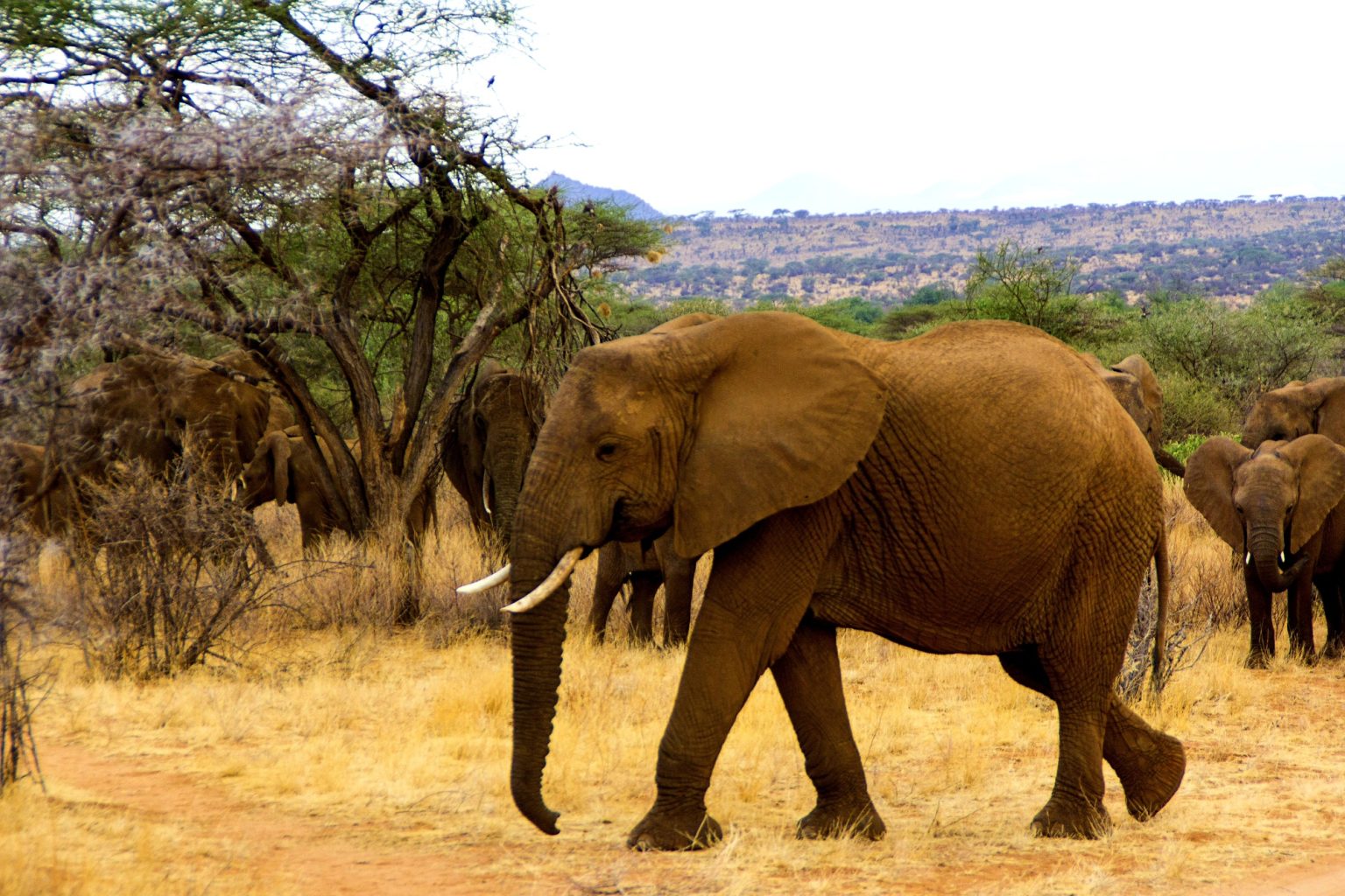 Découvrez les paradis où les animaux règnent en maîtres : 15 destinations à couper le souffle !