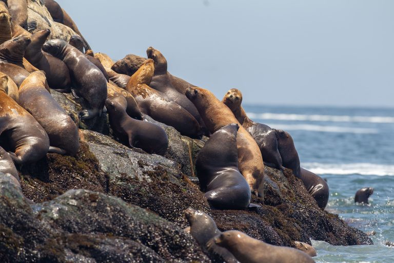 Découvrez les îles Palomino : plongez au cœur d'un paradis marin peuplé de lions de mer !