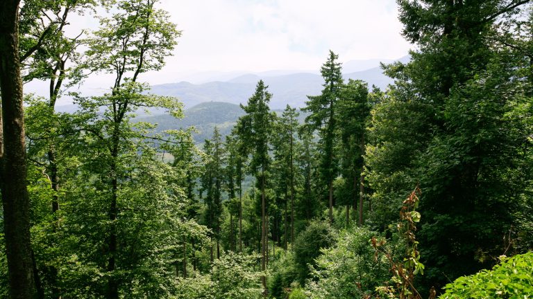 Pourquoi le massif des Vosges est la destination qui va vous fasciner cette année !