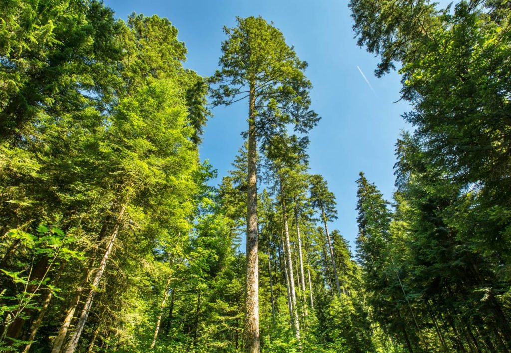 Au cœur du massif jurassien, ce lieu secret vous réserve un trésor naturel exceptionnel