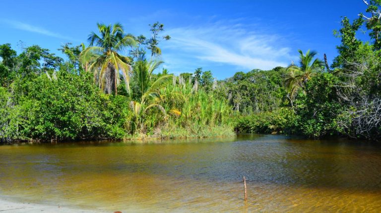 Parc national de Cahuita : un joyau naturel où la forêt tropicale embrasse les eaux turquoise des Caraïbes