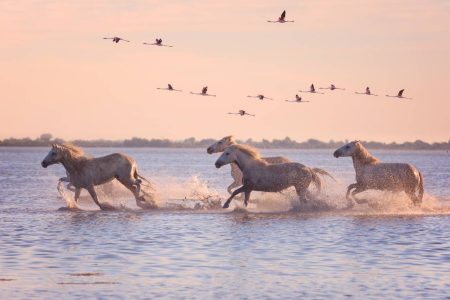 Découvrir la Camargue : le territoire sauvage qui ne ressemble à rien d’autre en France Découvrir la Camargue : le territoire sauvage qui ne ressemble à rien d'autre en France