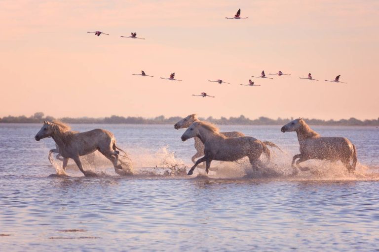 Découvrir la Camargue : le territoire sauvage qui ne ressemble à rien d'autre en France