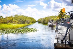 Les Everglades en Floride : que faire, voir et conseils pratiques pour un voyage réussi