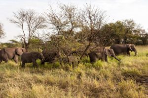 Safari en Tanzanie en octobre : pourquoi ce mois est idéal pour partir safari Tanzani
