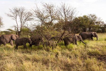 safari Tanzani